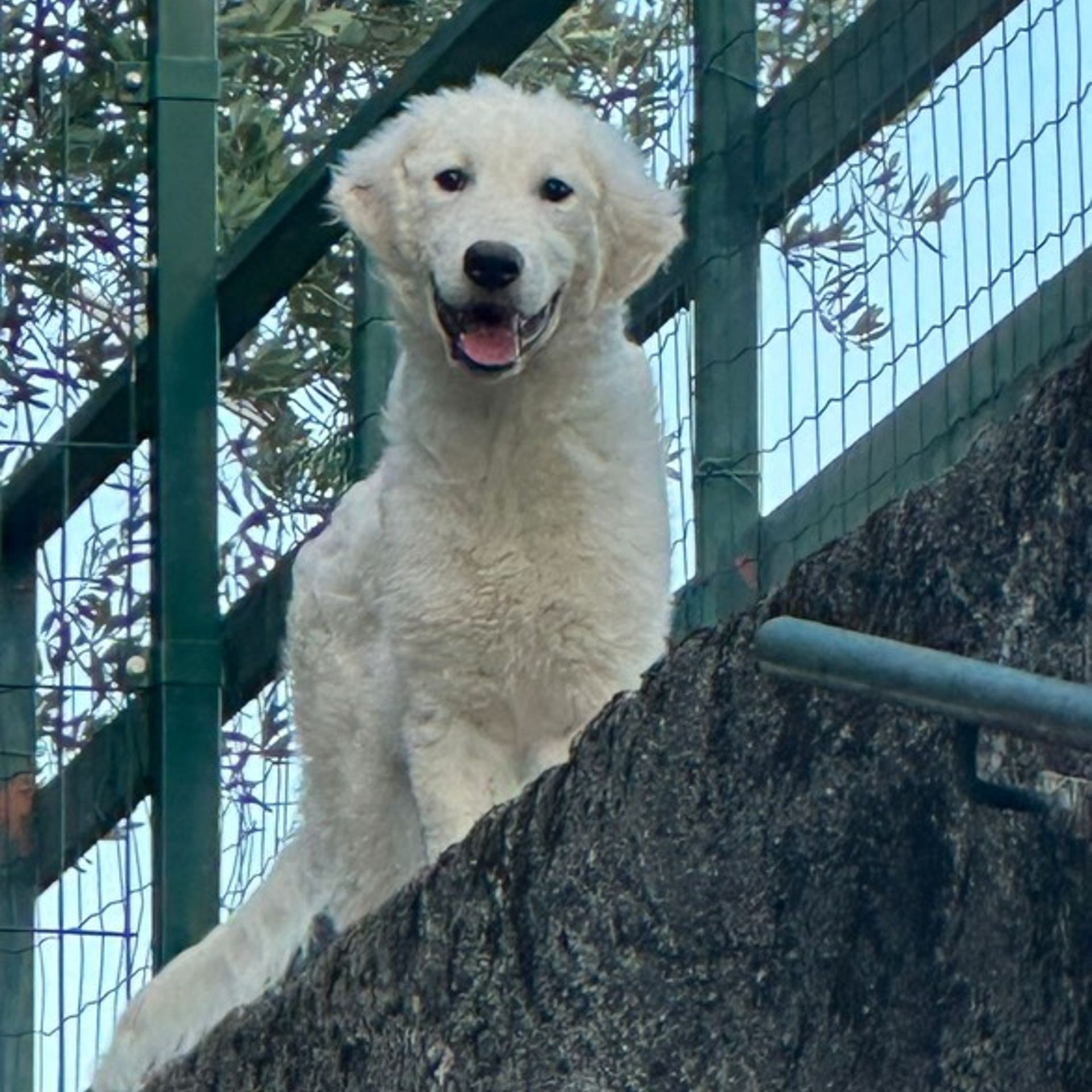 pastore maremmano selvaggio