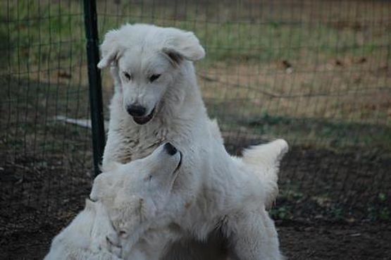 confronto aggressività cani pastore maremmano