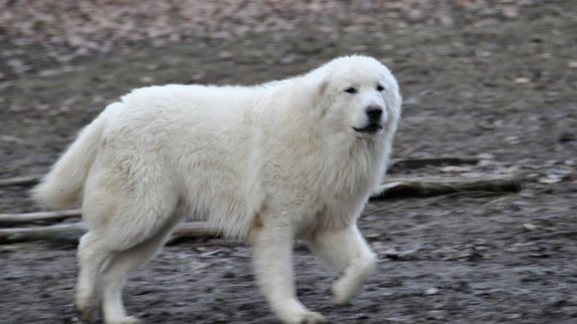 pastore maremmano abruzzese maschio