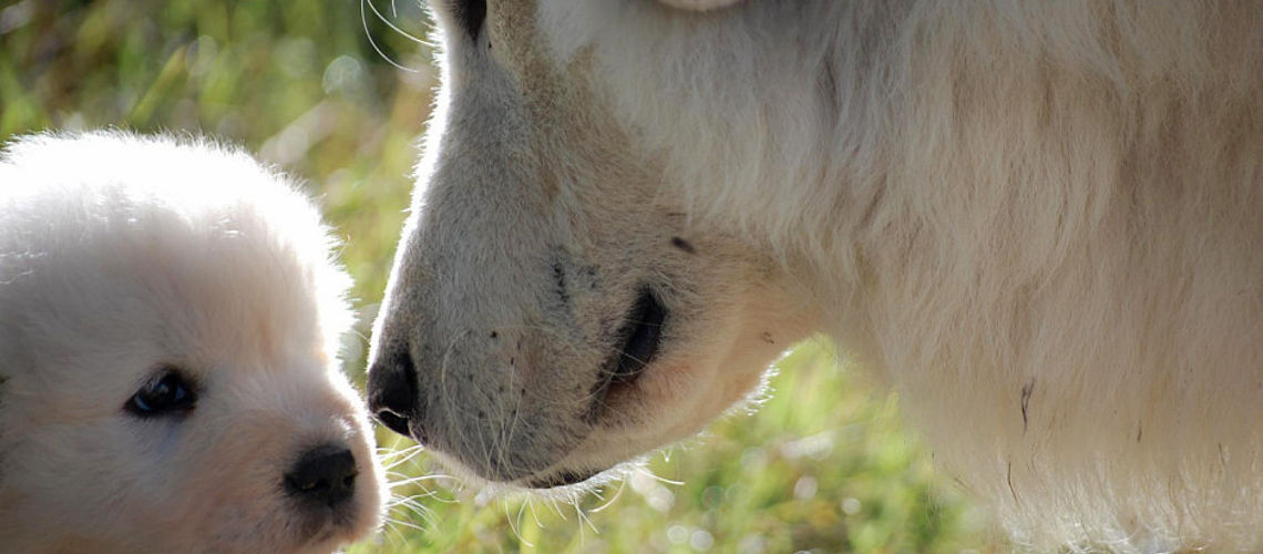 Pastore maremmano abruzzese con cucciolo