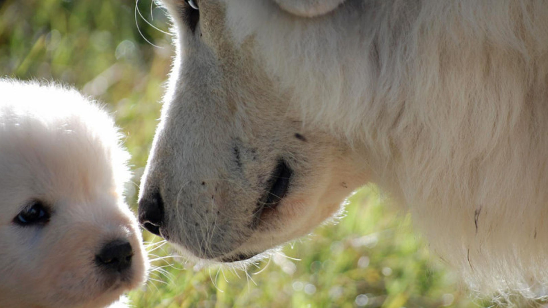 Pastore maremmano abruzzese con cucciolo