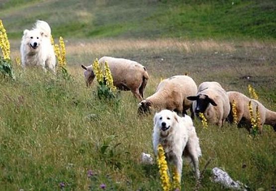 coraggioso pastore maremmano a difesa pecore in alpeggio coraggioso pastore maremmano a difesa pecore alpeggio