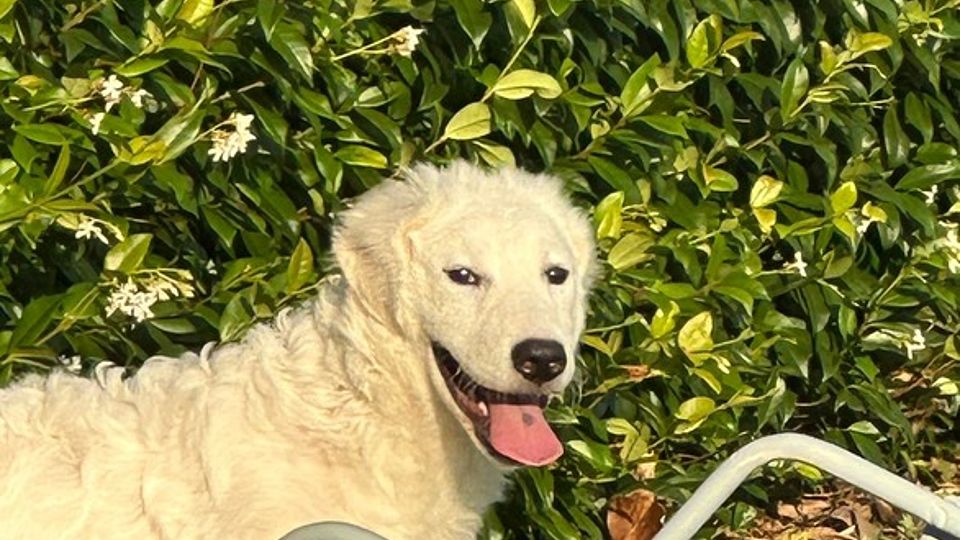 Selvaggio Maremma Sheepdog Big Puppy