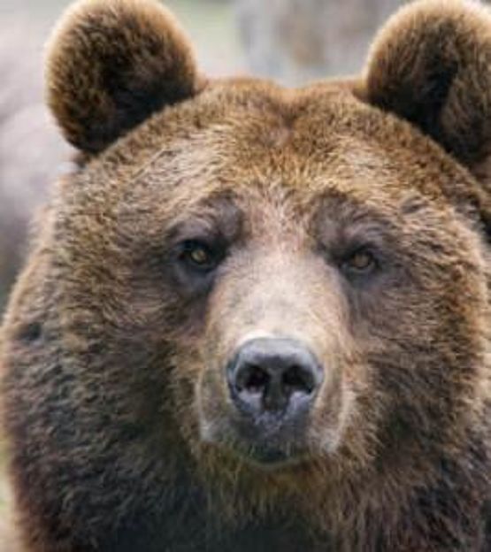 orso marsicano orso marsicano