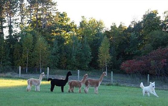 pastore maremmano con alpaca in America pastore maremmano con alpaca in America