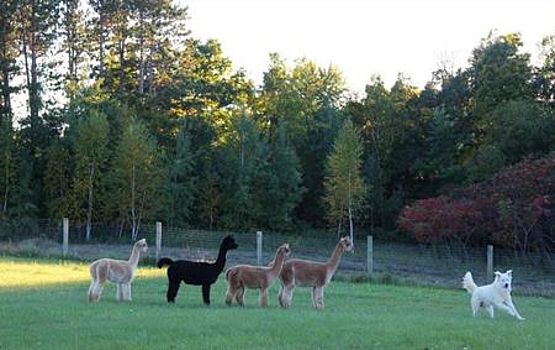 pastore maremmano con alpaca in America