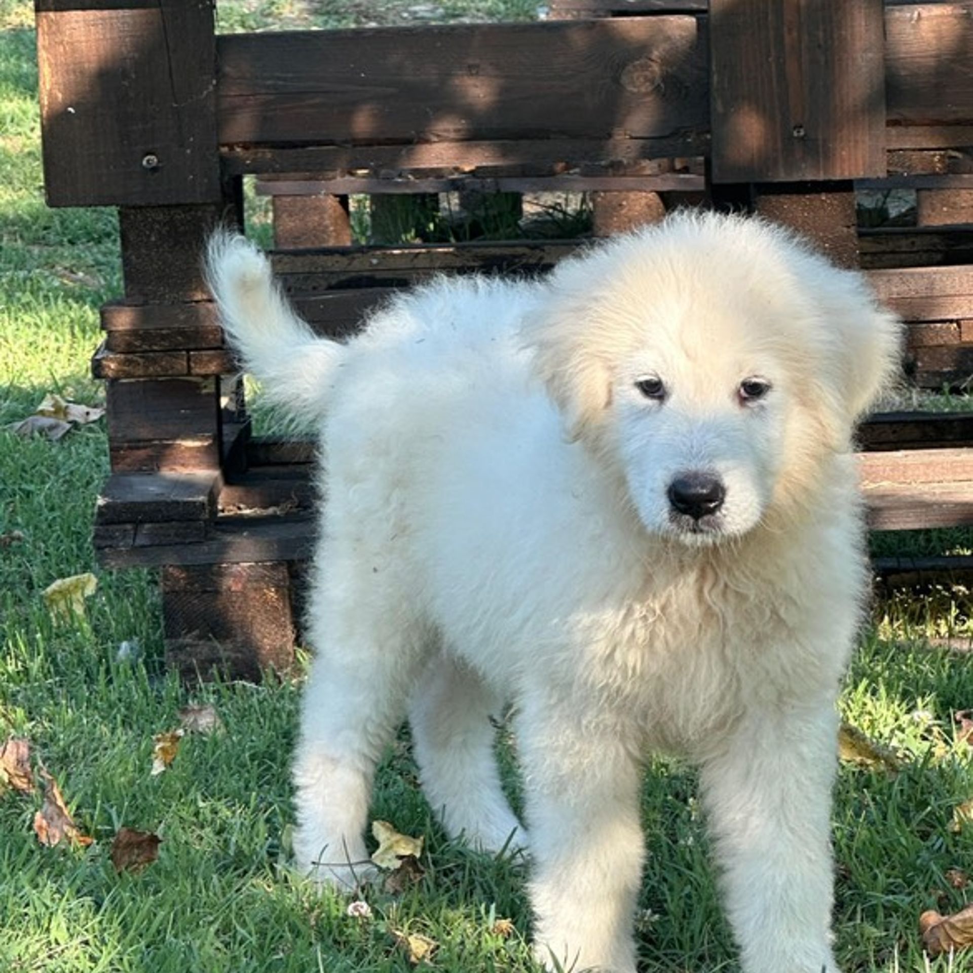 Duca, Cucciolo Pastore Maremmano Abruzzese