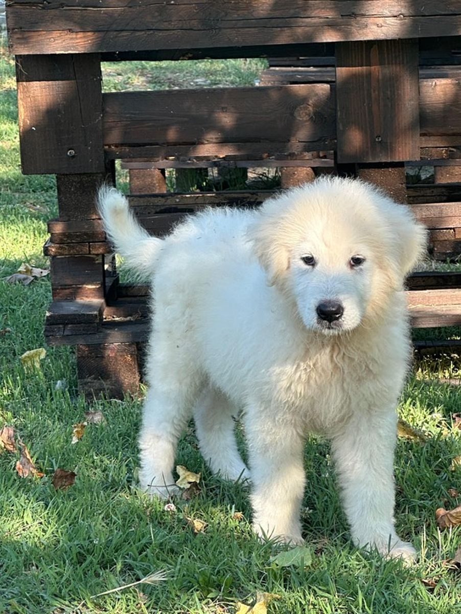 Cucciolo Pastore Maremmano Abruzzese Duca