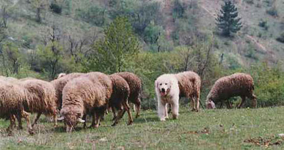 transumanza pastore abruzzese transumanza Passtore abruzzese