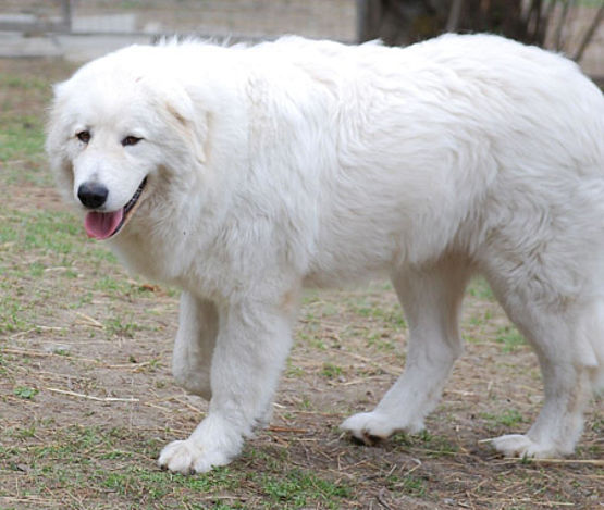 cane da pastore maremmano abruzzese standard di razza