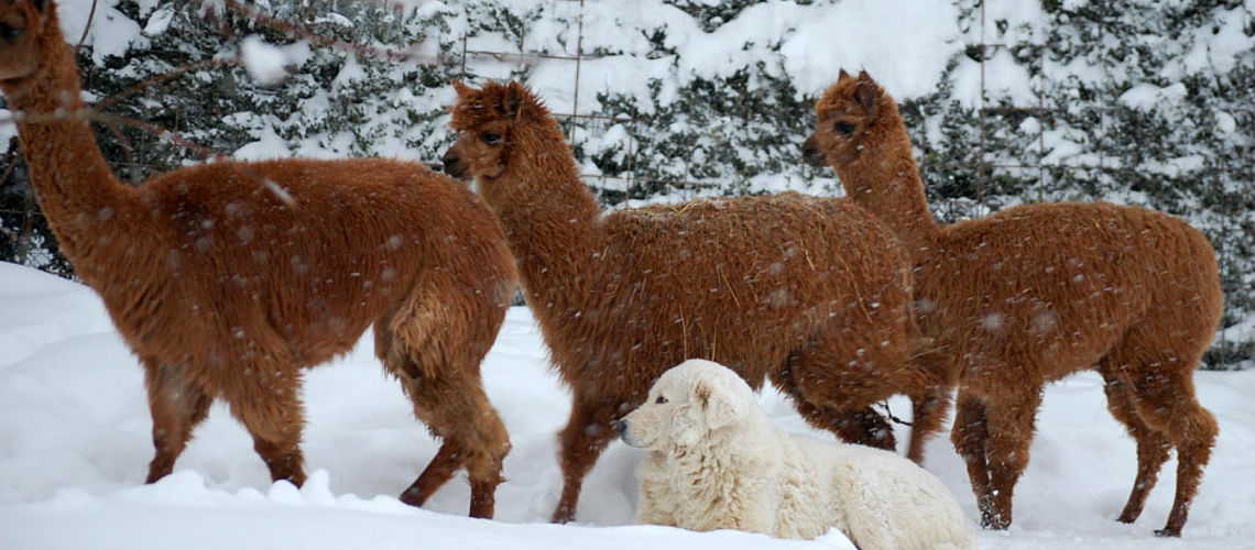 pastore maremmano abruzzese neve e alpaca