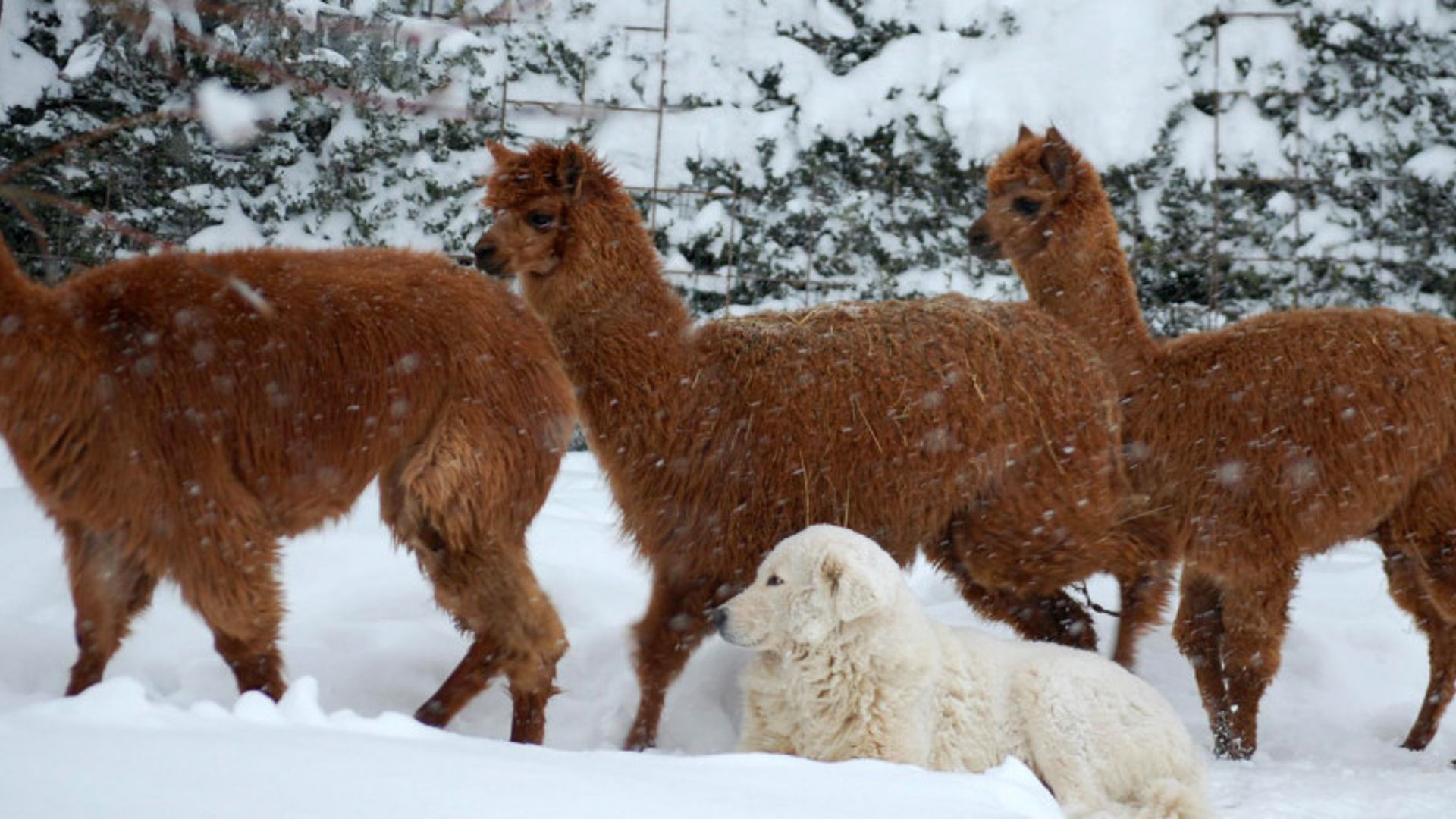 pastore maremmano abruzzese neve e alpaca