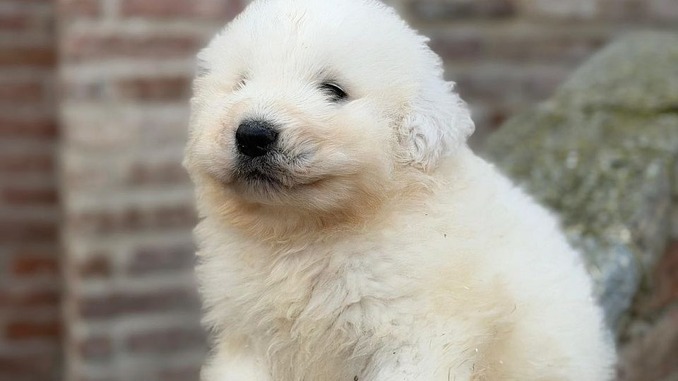 Talento Pastore Transumante