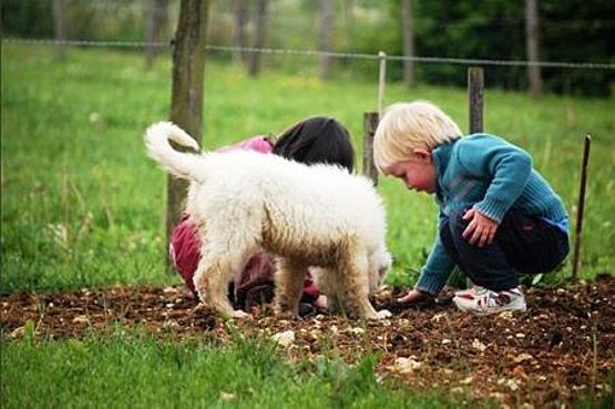 intelligenza sin da cucciolo nel maremmano intelligenza sin da cucciolo nel maremmano