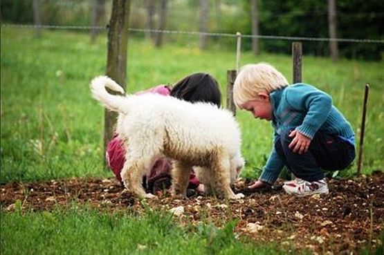 intelligenza sin da cucciolo nel maremmano