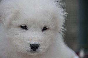 cucciolo pastore maremmano abruzzese cucciolo pastore maremmano Abruzzese