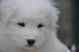 cucciolo pastore maremmano Abruzzese