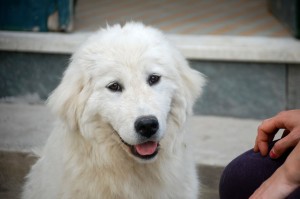 femmina di un anno di pastore maremmano abruzzese