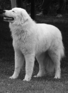 cane maremmano abruzzese adulto