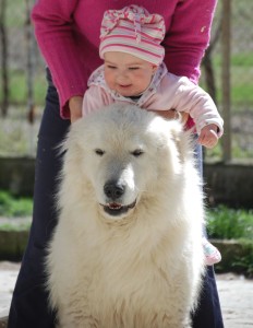 maschio maremmano adulto bambini