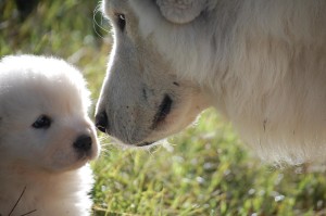 pastore maremmano abruzzese con suo cucciolo