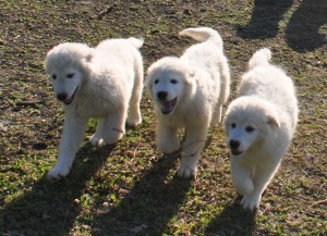 cuccioli di pastore maremmano abruzzese cuccioli di pastore maremmano abruzzese