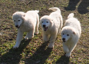 cuccioli di pastore maremmano abruzzese