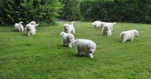 pastore maremmano cuccioli di due mesi