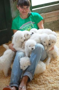 cuccioli di 60 giorni di maremmano abruzzese