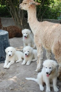 maremmani con alpaca suoi maremmani con alpaca suri